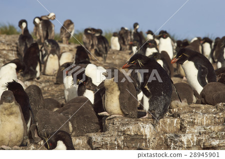 Rockhopper Penguins on the Falkland Islands 28945901