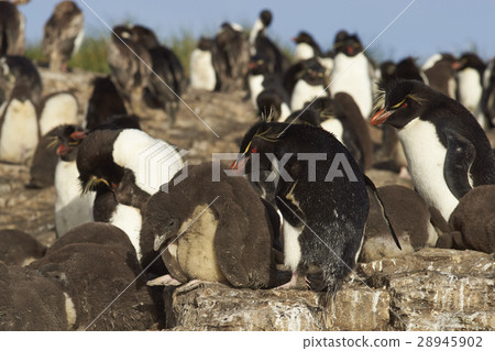 Rockhopper Penguins on the Falkland Islands Rockhopper Penguins on the Falkland Islands 28945902