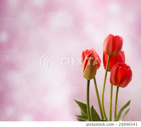 Five red tulips on light blured background 28946541