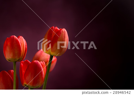 Five red tulips at left side on dark 28946542