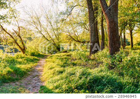 Way Through Park Summer Woods Near River Or Lake 28946945