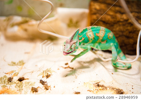 One Chameleon on the hunt One Chameleon on the hunt 28946959