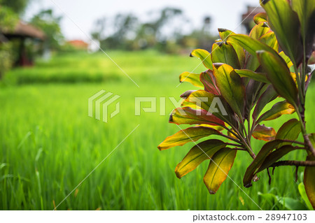 Branch of young palm tree Branch of young palm tree 28947103
