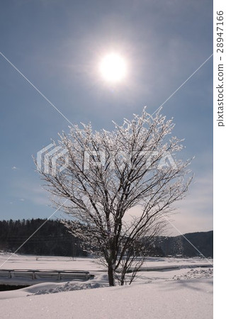 Fog and ice trees Fog and ice trees 28947166