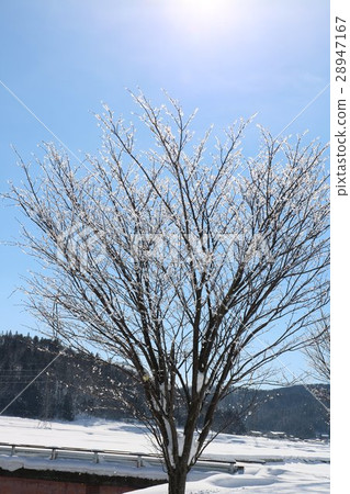 Fog and ice trees Fog and ice trees 28947167