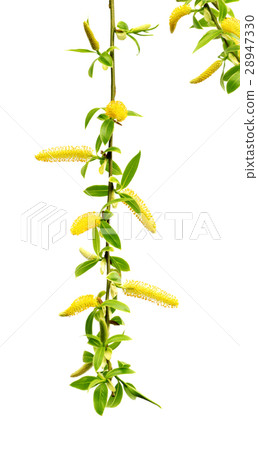 Spring twig of willow with young leaves and catkin 28947330