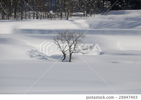 在白雪皚皚的大雪地區的雪原和埋在雪地裡的樹木 28947403