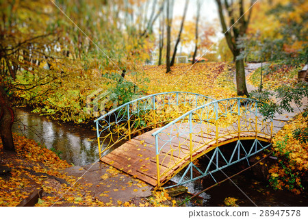 Autumnal scene in the forest 28947578
