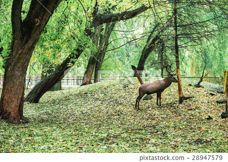 large white-tailed deer standing near the tree 28947579