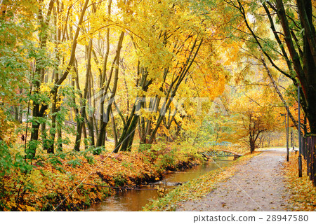 Autumnal scene in the forest 28947580