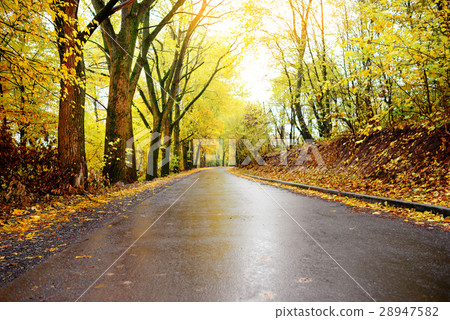 Autumn landscape in the forest with old road 28947582