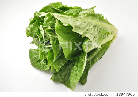 Romein生菜 28947969