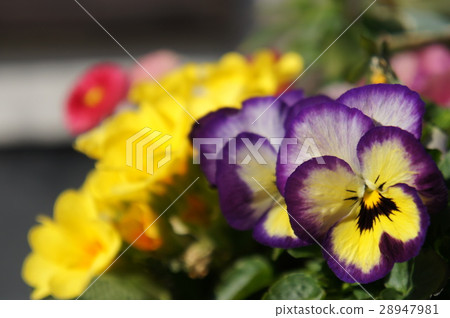 Angry pansy 28947981