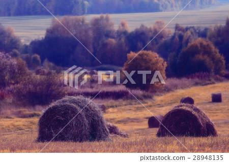 landscape haystacks in a field of autumn village landscape haystacks in a field of autumn village 28948135