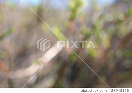 buds and leaves on a tree branch spring background buds and leaves on a tree branch spring background 28948136