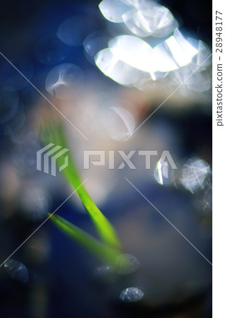 green shoots of young grass spring background green shoots of young grass spring background 28948177