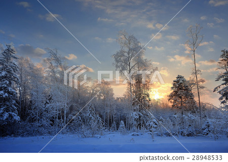 frosty winter morning landscape nature sunny 28948533