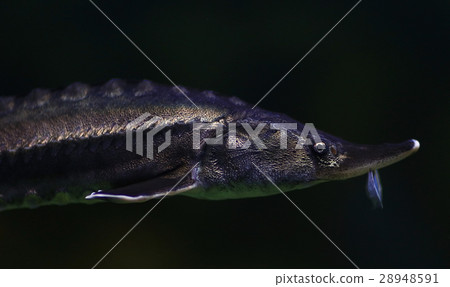 sturgeon underwater 28948591