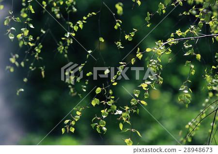 young green leaves spring background young green leaves spring background 28948673