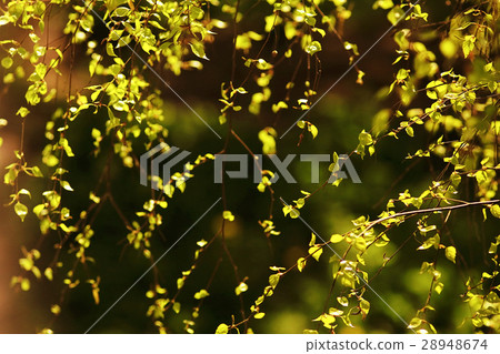 young green leaves spring background young green leaves spring background 28948674