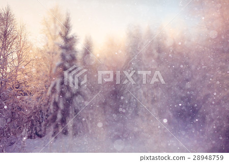 frosty winter morning landscape nature sunny 28948759