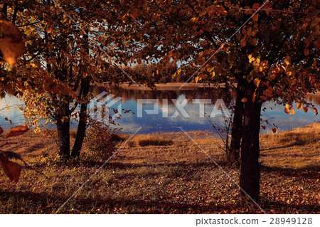 圖庫照片: fall forest landscape river amazing autumn background