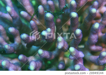 branches of coral underwater macro photo 28949144