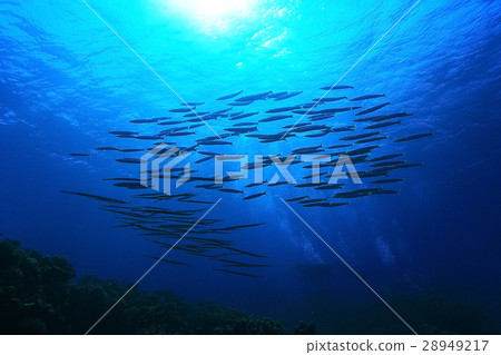 jamb of sea fish jamb of sea fish 28949217