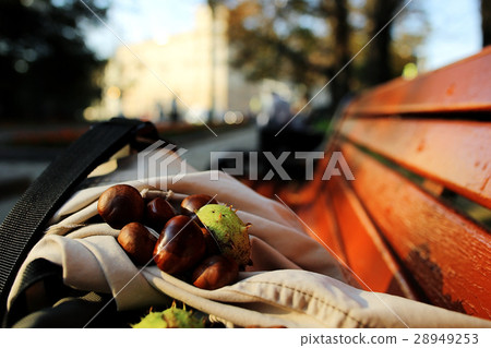 amazing autumn landscape in the city park amazing autumn landscape in the city park 28949253