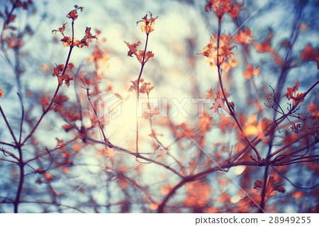 buds and leaves on a tree branch spring background 28949255