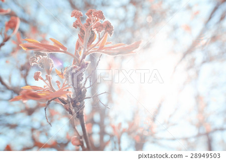 toned background spring tree branches with young leaves sun glare blur bokeh 28949503