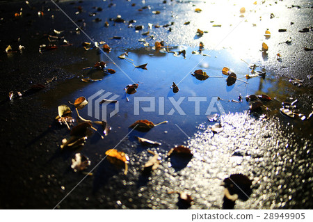 autumnal background with fallen yellow leaves autumnal background with fallen yellow leaves 28949905