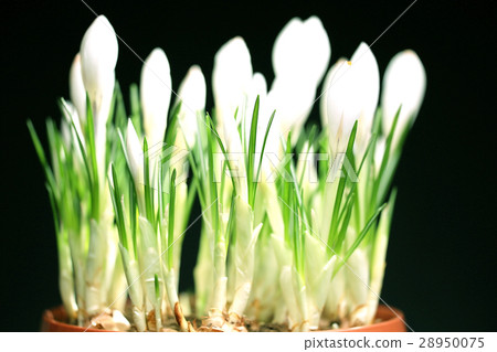 white crocus on a black background 28950075