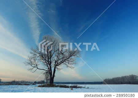 tree in a field in winter 28950180