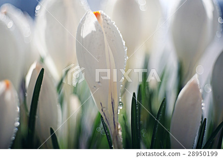 spring bouquet of white flowers background 28950199