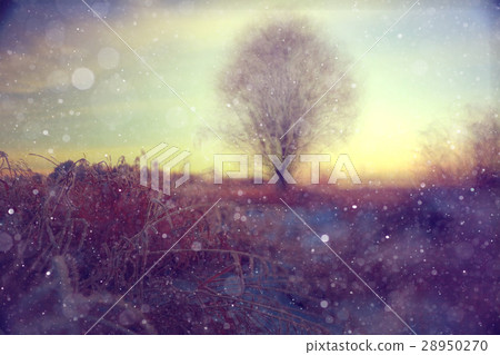 amazing winter landscape at sunset in forest amazing winter landscape at sunset in forest 28950270
