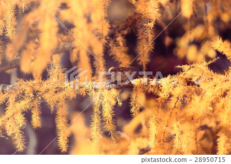 autumn background yellow larch branches 28950715