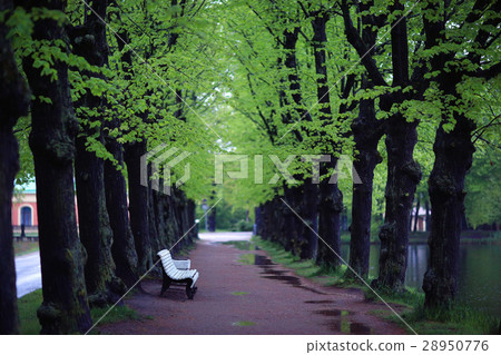 Alley in spring park green trees 28950776