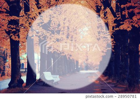autumn park blurred background translucent frame for text autumn park blurred background translucent frame for text 28950781