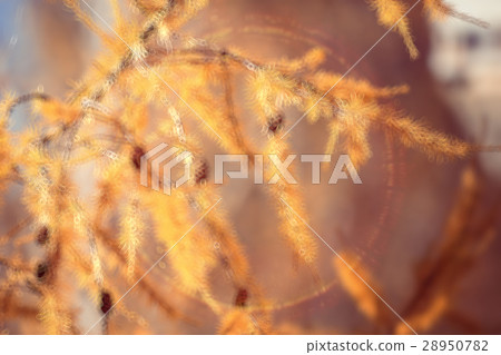 autumn background yellow larch branches 28950782