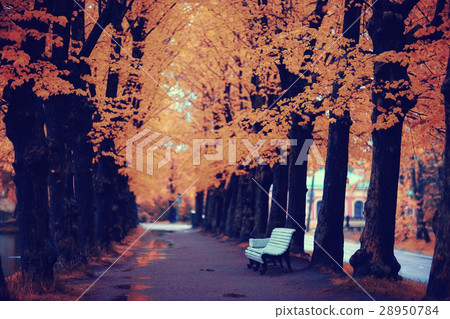 autumn landscape in the city park autumn landscape in the city park 28950784