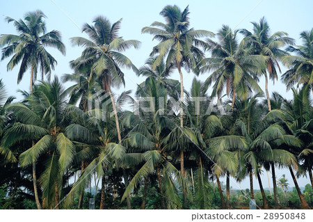 autumn yellow palm jungle autumn yellow palm jungle 28950848