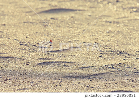texture desert sand dunes waves texture desert sand dunes waves 28950851