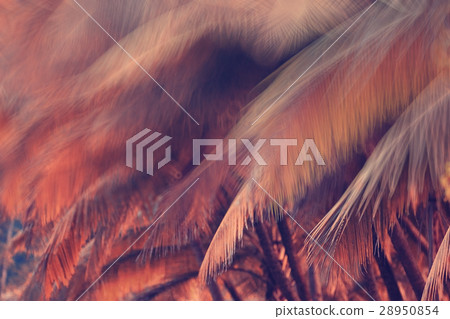 autumn background blurred branch orange autumn background blurred branch orange 28950854