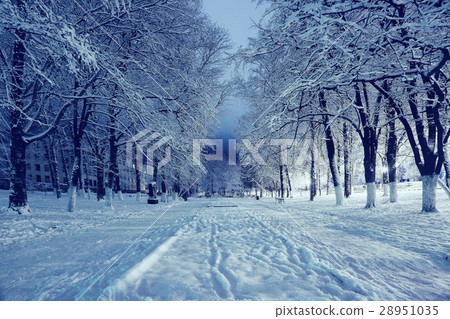 Night winter landscape in the alley of city park Night winter landscape in the alley of city park 28951035