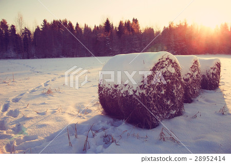 frosty winter morning landscape nature sunny 28952414