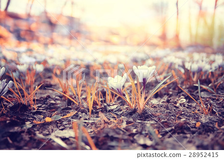blurred background spring flowers 28952415