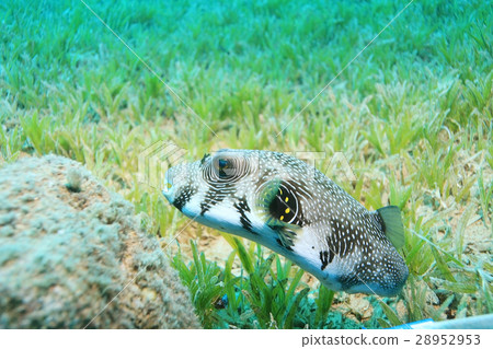 unusual saltwater fish on a coral reef 28952953