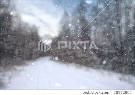 blurred background forest snow winter 28952963
