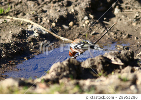 little bird Wagtail little bird Wagtail 28953286